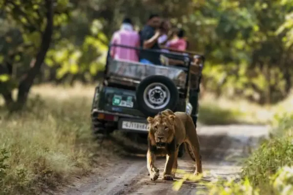 Gir Safari Tour Package from Rajkot