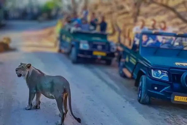 Gir National Park Official Lion Safari